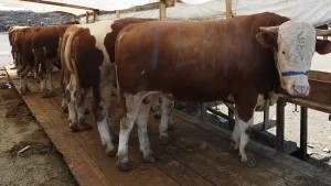 ÇERKEZKÖY’ DE KURBANLIK SATIŞ VE KESİM YERİ HAZIR: ESNAF VE VATANDAŞLAR BEKLENİYOR