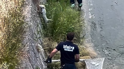 DEREYE DÜŞEN KÖPEK KURTARILDI